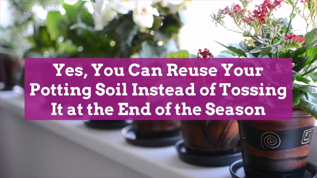 Yes, You Can Reuse Your Potting Soil Instead of Tossing It at the End of the Season