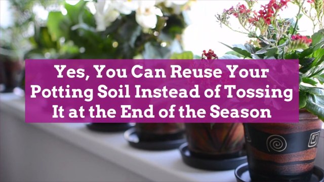 Yes, You Can Reuse Your Potting Soil Instead of Tossing It at the End of the Season