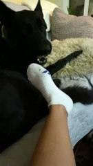 German Shepherd Helps Remove Socks