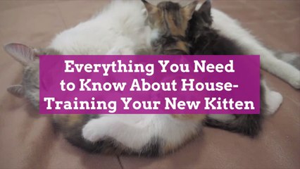 Everything You Need to Know About House-Training Your New Kitten