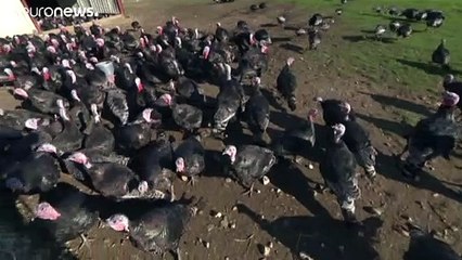 Schon wieder Corona: Jetzt werden auch noch die Truthähne kleiner!