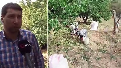 1000 Rakımlı Engebeli Arazide Binbir Zahmetli Kestane Hasadı Başladı