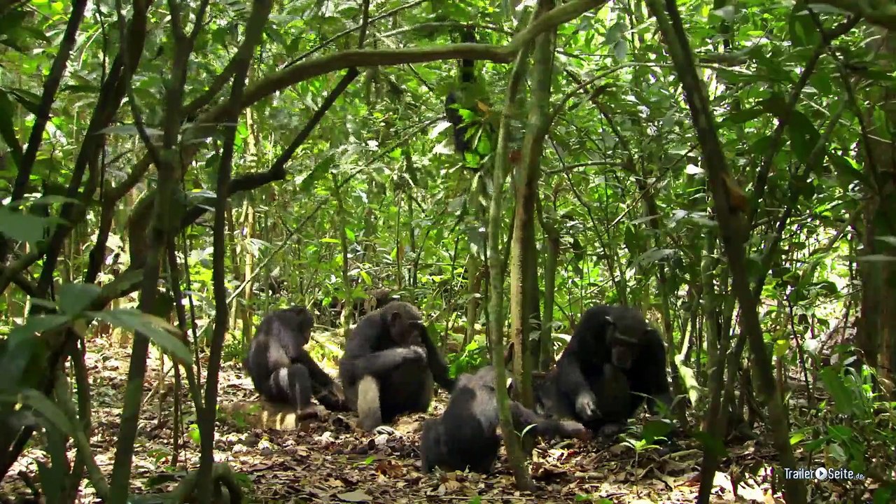 Schimpansen Trailer (2012)