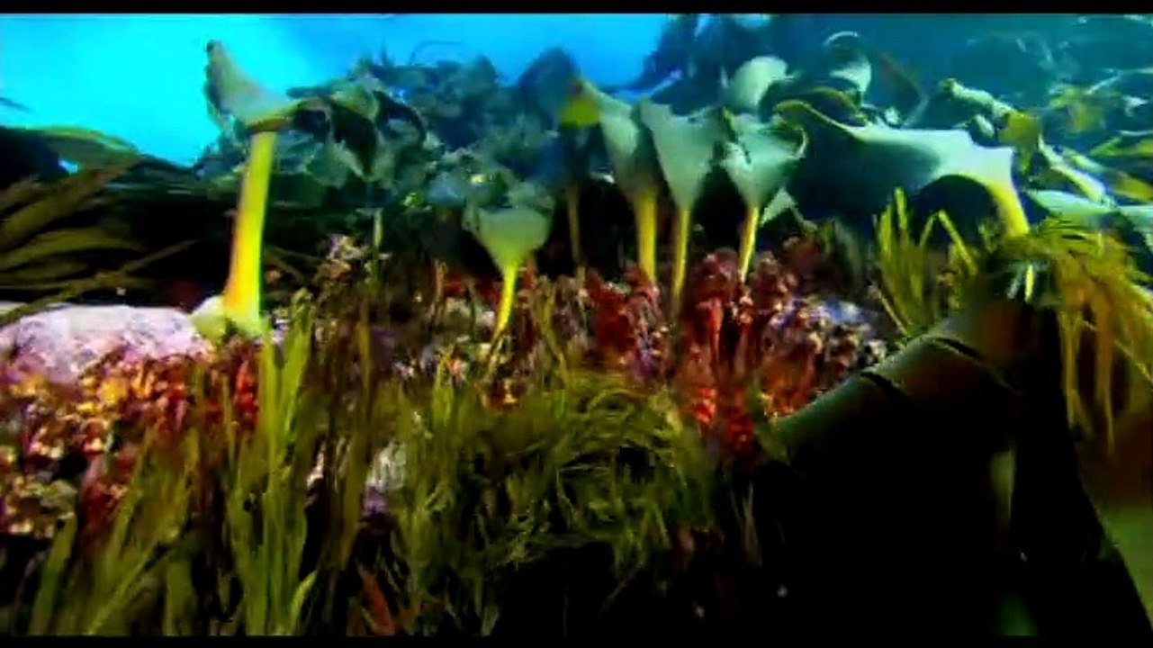 Sharkwater Trailer (2008)