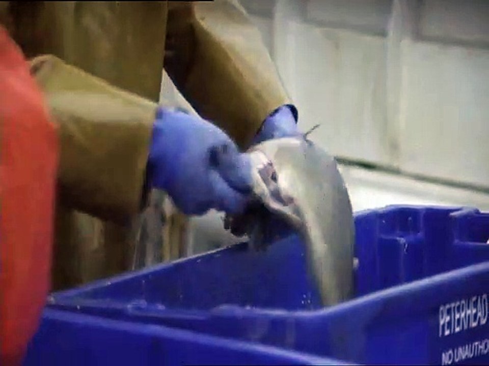 True north trailer (2008)