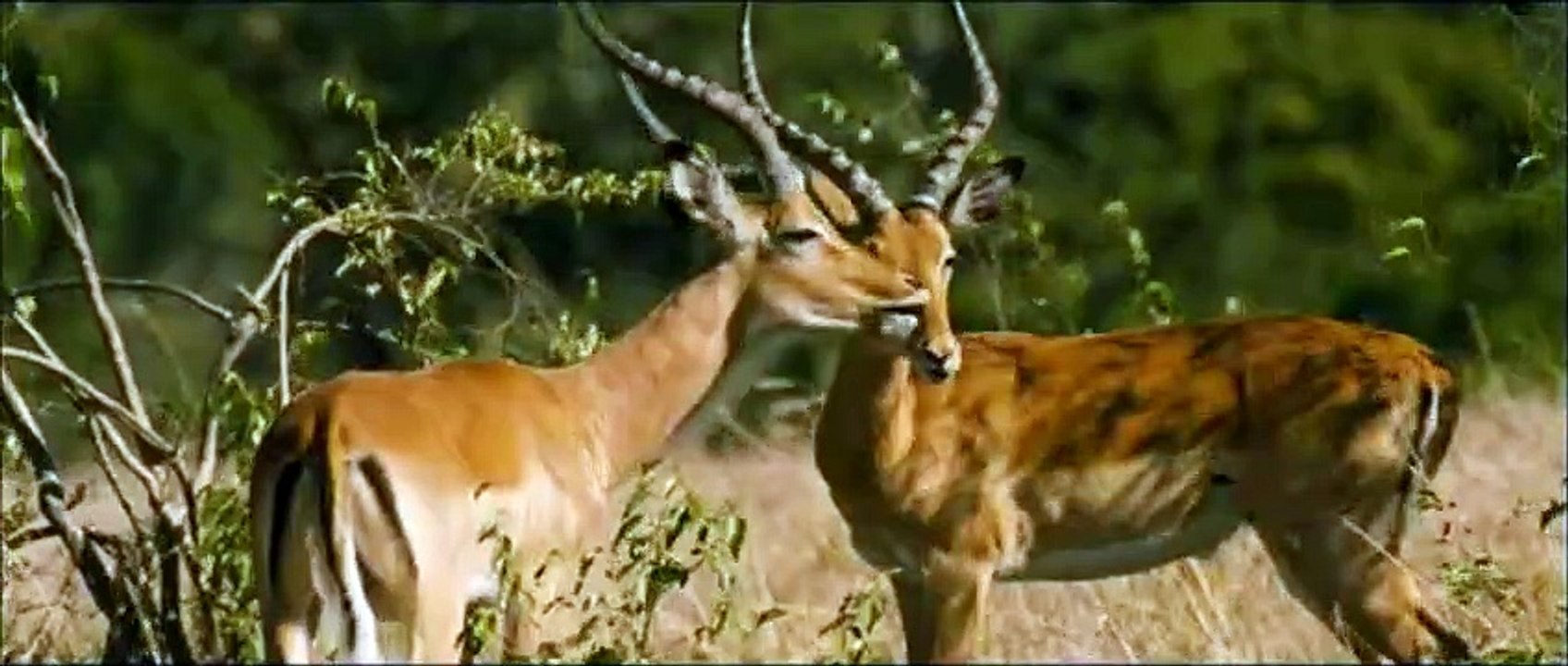 Animals In Love Film Trailer - Tierisch Verliebt (2008)