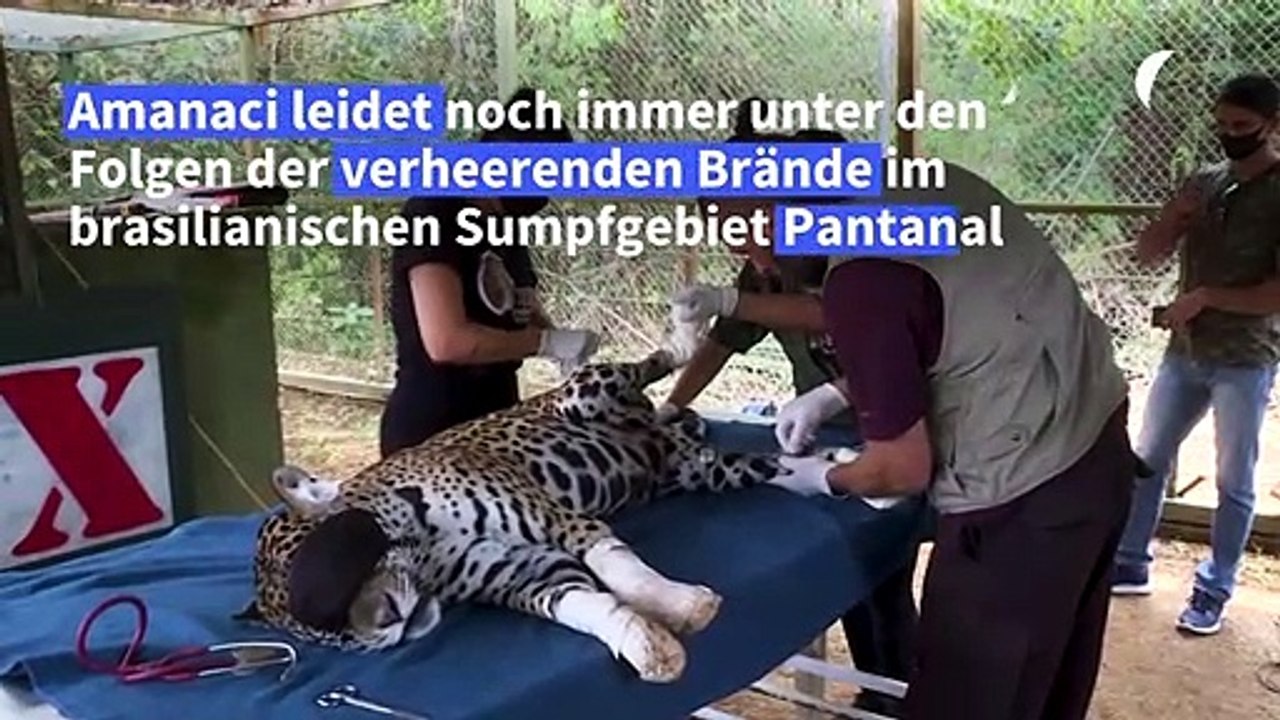Pantanal-Brände: Wird Jaguar Amanaci je wieder auf Bäume klettern können?