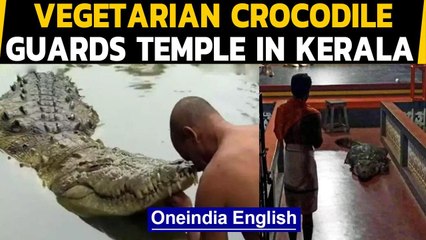 Kerala: Meet Babiya, a vegetarian crocodile who lives in the temple pond & loves rice|Oneindia News