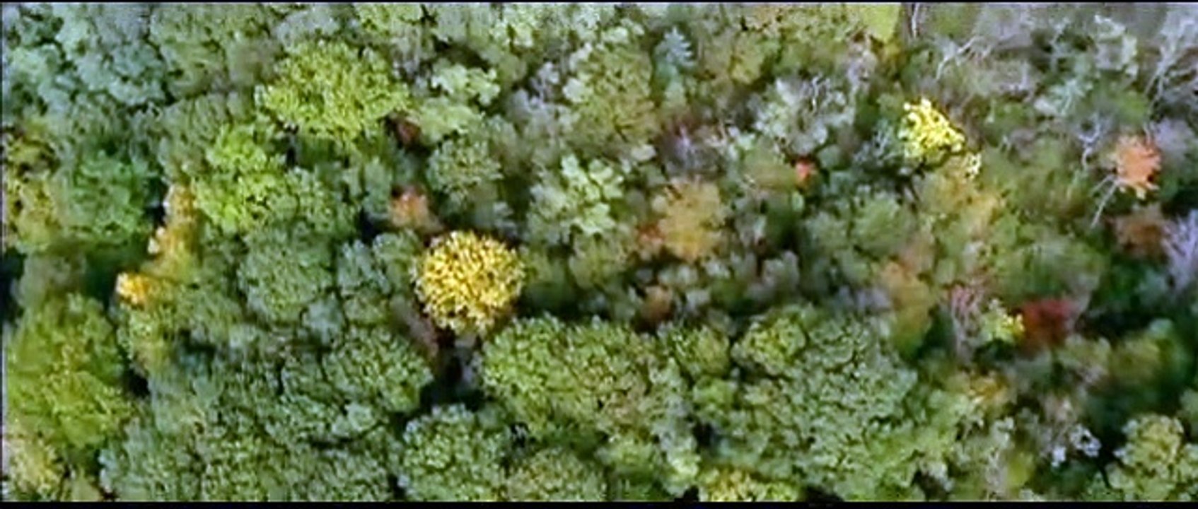 Das Lazarus Projekt Film Trailer (2008)