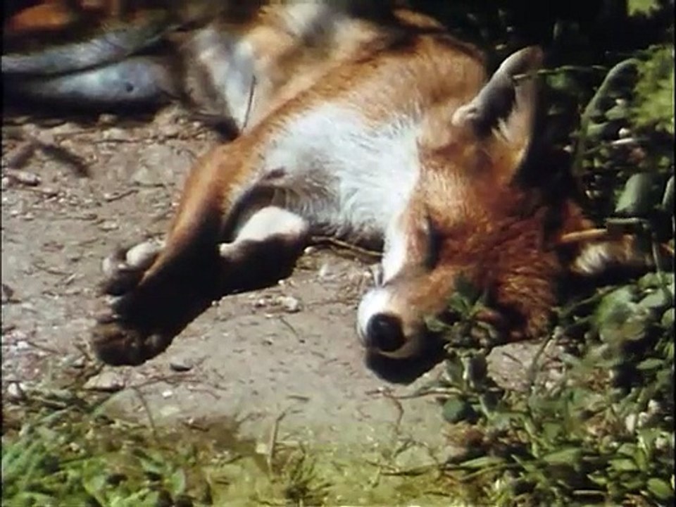 Manta Der Film Trailer