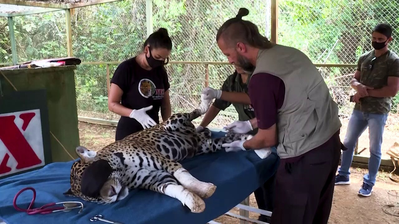 Pantanal-Brände: Wird Jaguar Amanaci je wieder auf Bäume klettern können?