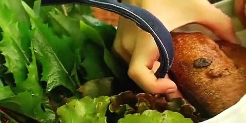 No Impact Man: The Documentary Film Trailer (2009)