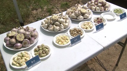 [녹색] 지역 특화작목 육성사업 성과...농민·소비자 "좋아요" / YTN