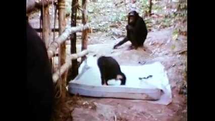 Jane’s Journey Trailer - Die Lebensreise der Jane Goodall (2010)