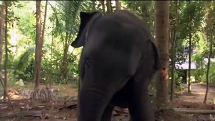 Chandani Und Ihr Elefant Film Trailer (2010)