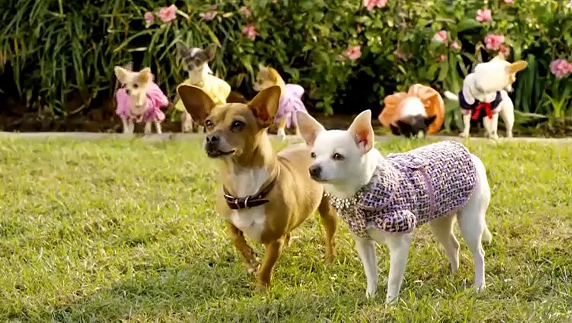 Beverly Hills Chihuahua 2 Puppies Beverly Hills Chihuahua 2 Price In