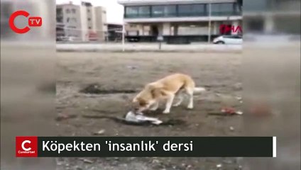 İzmir'de görüntülendi! Köpekten 'insanlık' dersi