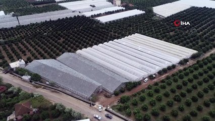 Antalya'da zarar gören seralar böyle görüntülendi