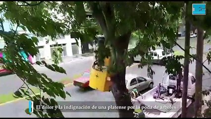 Indignación de una platense por la poda de árboles