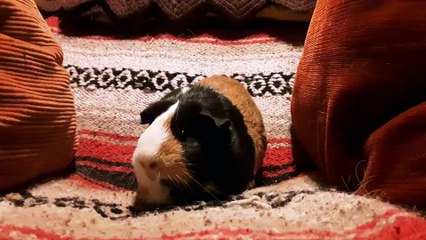 CAVIA PORCELLUS PARSLEY 20191108_181832