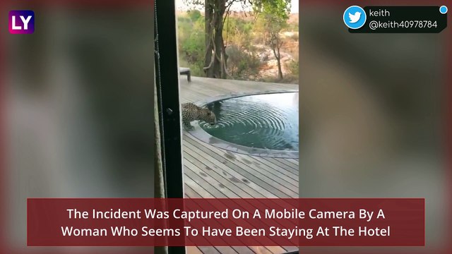 Video Of Leopard Drinking Water From Swimming Pool Goes Viral; Clip Neither From Taj, Ranthambore Or Lonavala But From South Africa; Know The Complete Truth