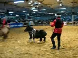 PONEYS AUX LONGUES RENES AU CABARET EQUESTRE