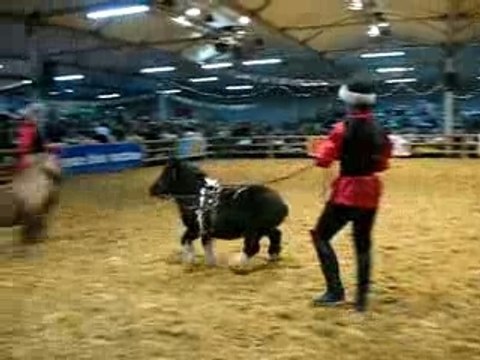 PONEYS AUX LONGUES RENES AU CABARET EQUESTRE