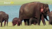 Sri Lankan Officials Believe This Is the First Ever Sighting of Elephant Twins in the Country!