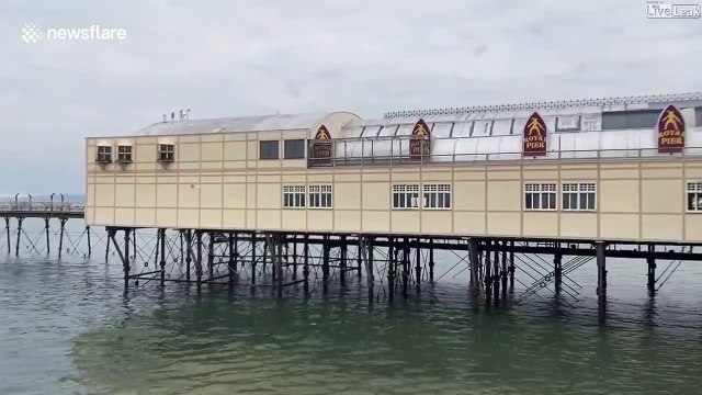 Ces nuées d'oiseaux sont hypnotiques