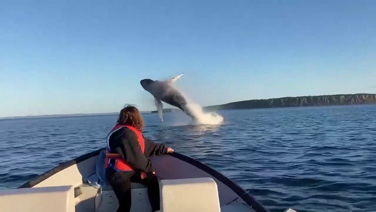 Belle surprise pour ces touristes : des baleines viennent sauter à quelques mètres du bateau