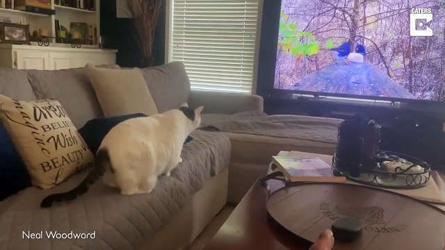 Ce chat veut attraper un oiseau... dans la TV