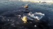 Ces ours polaires tentent de chasser un drone en se cachant sous la glace