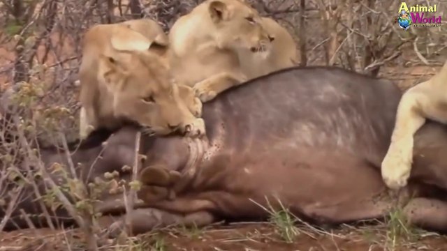 Gravitational encounters most intimate world of wild animals Monkey Meeting King Lion