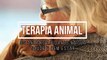 Terapia animal- os animais ajudando na sua saude e bem-estar