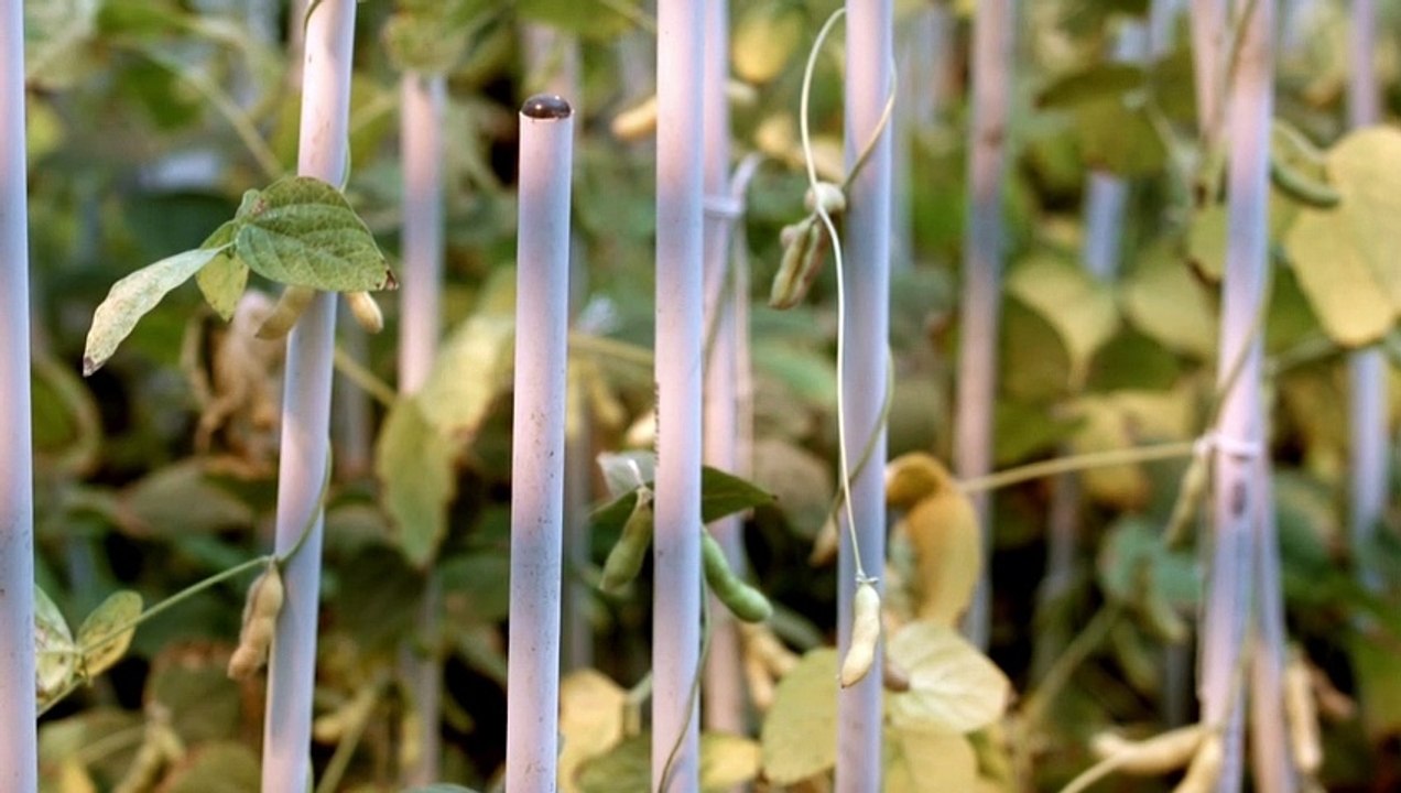 Ambientalistas y mercados miran con recelo el trigo transgénico de Argentina