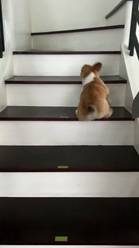 Adorable Corgi Puppy with Leg Defect Climbs Stairs by Herself