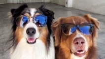 Both Dogs Skateboarding Together