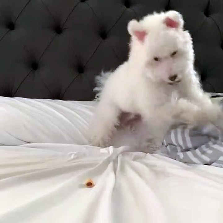 Dog Does Food Dance Before Eating
