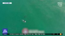 [이 시각 세계] 호주서 올해 상어 공격으로 벌써 7명 숨져