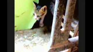 Funny Cats ✪ Mother cats protecting their cute kittens