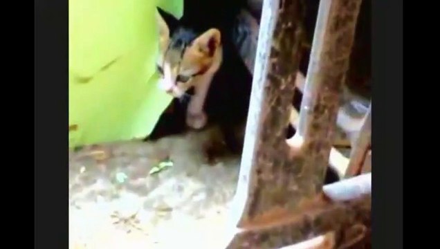 Funny Cats ✪ Mother cats protecting their cute kittens