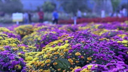 Pedindo forças a Santa Faustina