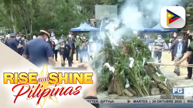 Milyon-milyong pisong halaga ng marijuana, sinunog ng PDEA-Cordillera
