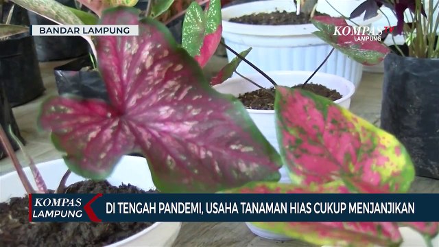 Di Tengah Pandemi, Usaha Tanaman Hias Cukup Menjanjikan
