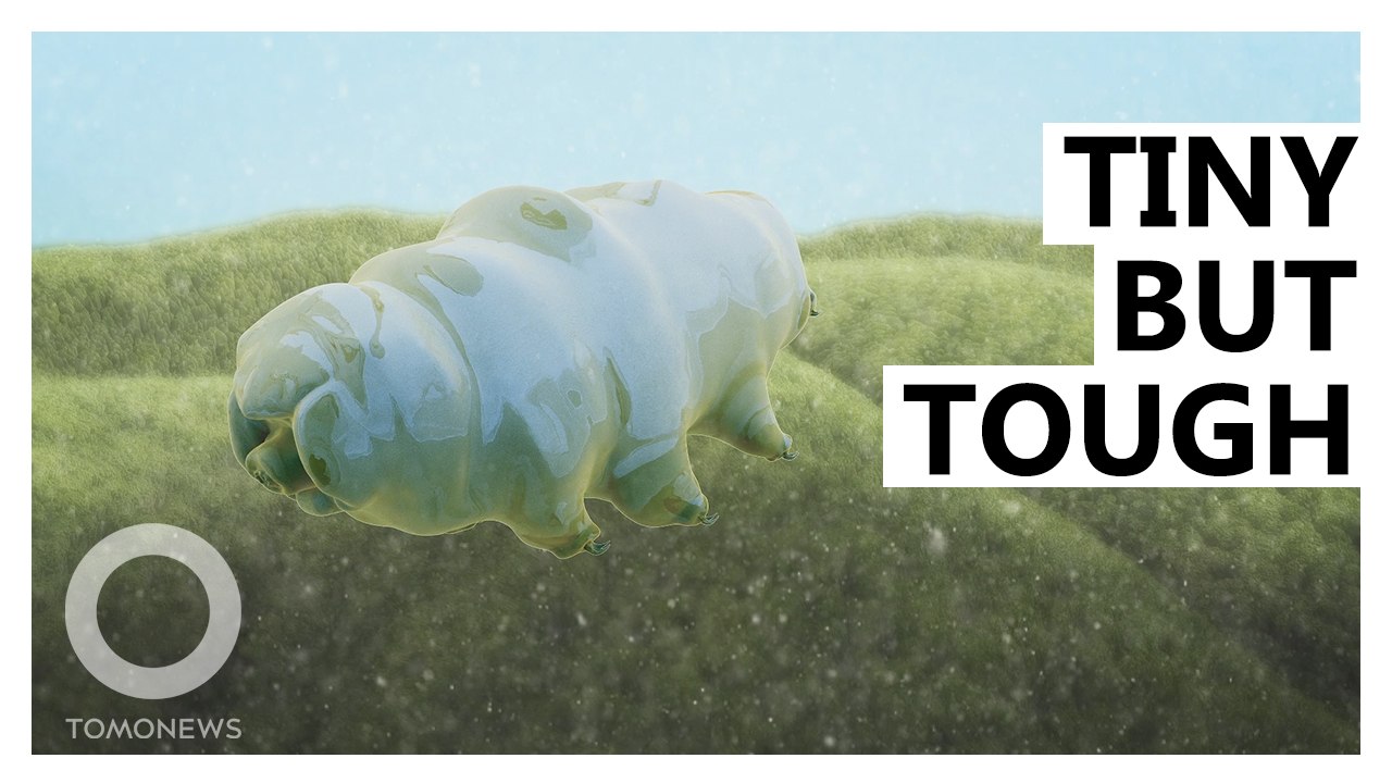 Scientists Find Tardigrade With Glowing Blue Protective Shield