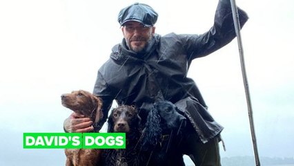 Sorry Victoria, David Beckham's 3 other loves of his life are adorable