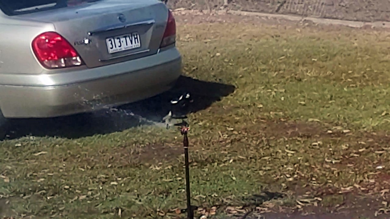 Smart Magpie Uses Sprinkler Keep Cool