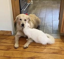 Kitty Nuzzles into Canine Best Friend