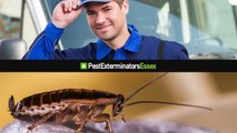 COCKROACH CONTROL ESSEX SERVICES | PEST EXTERMINATORS ESSEX