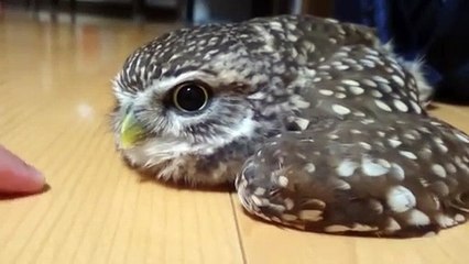 Fighting and attacking owls